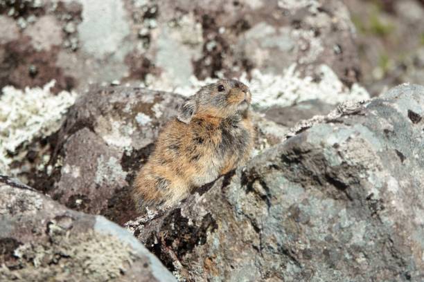 istock Japanese pika on the rock 1421822363