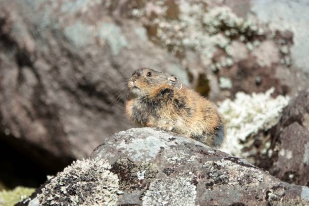 istock Japanese pika on the rock 1421822375