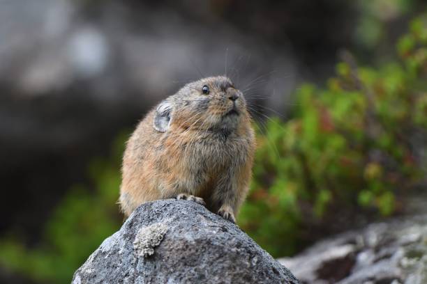 istock Japanese pika on the rock 1421822410