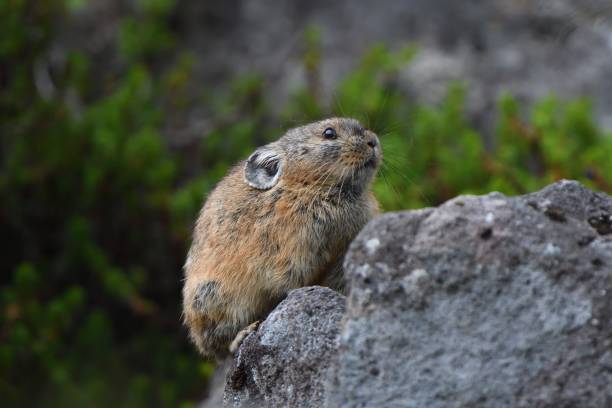 istock Japanese pika on the rock 1421822465