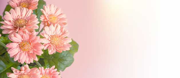 Banner with delicate gerbera flowers on a blurred bright background. Сomposition with copy space.