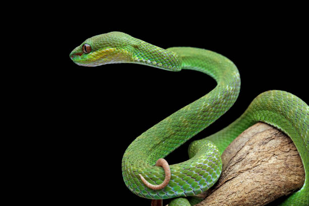 istock poisonous green snake above the branch 1421823331