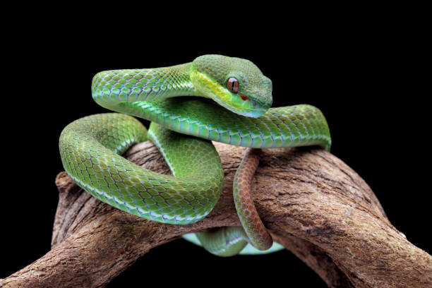 istock poisonous green snake above the branch 1421823344