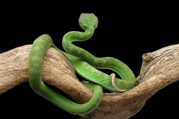 istock Green venomous snake seen from behind 1421823348