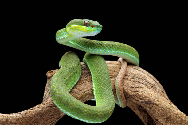 istock poisonous green snake above the branch 1421823353