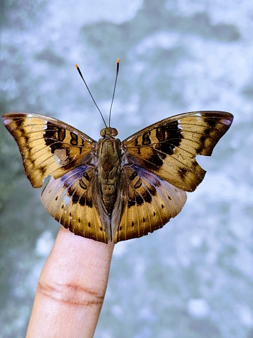 This is a beautiful butterfly and it's sitting on the finger.