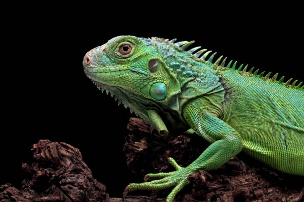 istock green iguana head and spikes 1421823400