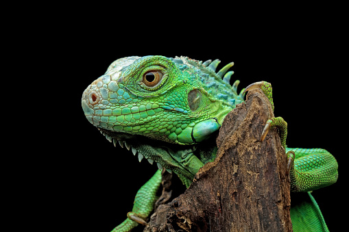 A lizard found in wooded parts of Australia. The head is large and triangular in shape. The throat is covered with spiny, dark grey scales which can be raised to form an impressive \