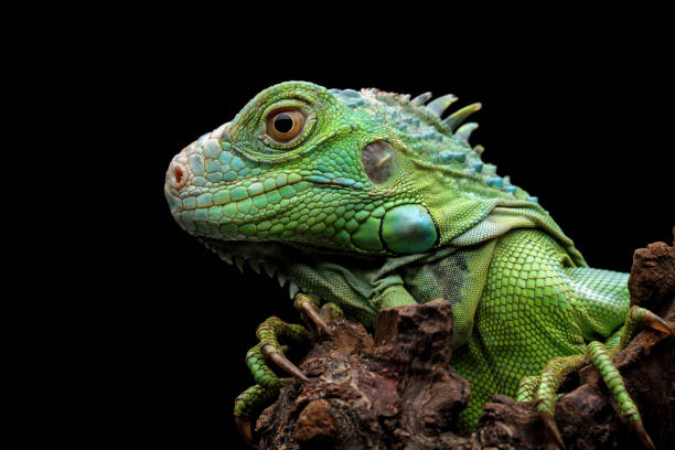 istock green iguana head and spikes 1421823521