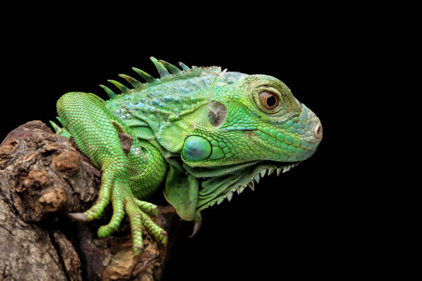 istock green iguana head and spikes 1421823524