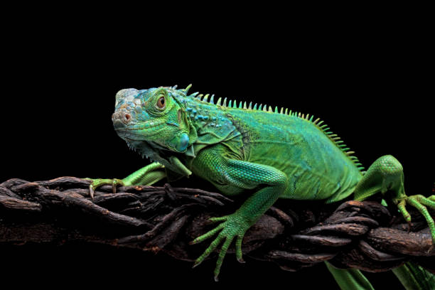 istock green iguana head and spikes 1421823688
