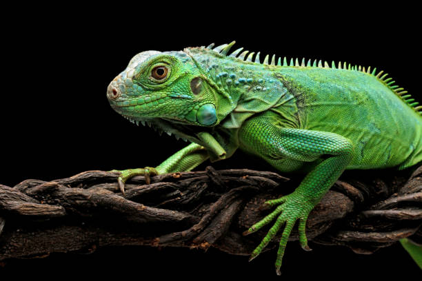 istock green iguana head and spikes 1421823689