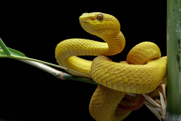 istock Yellow  viper snake on branch 1421823691
