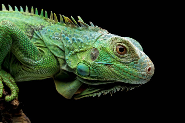 istock green iguana head and spikes 1421823693