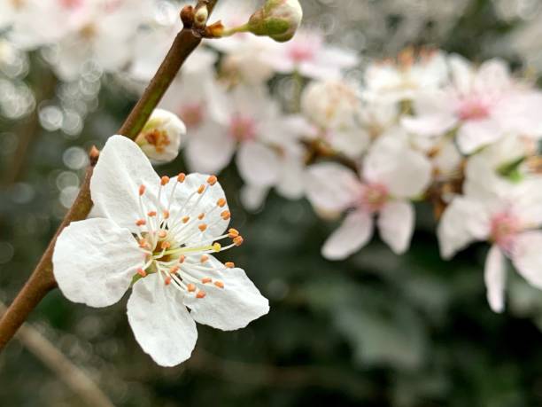 istock Close-Up Of Cherry Blossoms 1421834063
