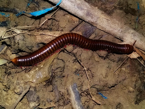Millipedes walk foraging on the ground at night