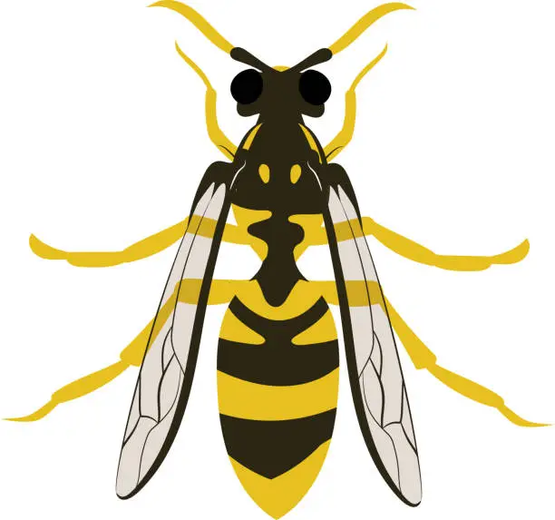 Vector illustration of Hornet