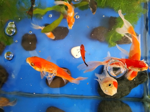 A group of goldfish who want to catch the food given while spitting bubbles on the surface