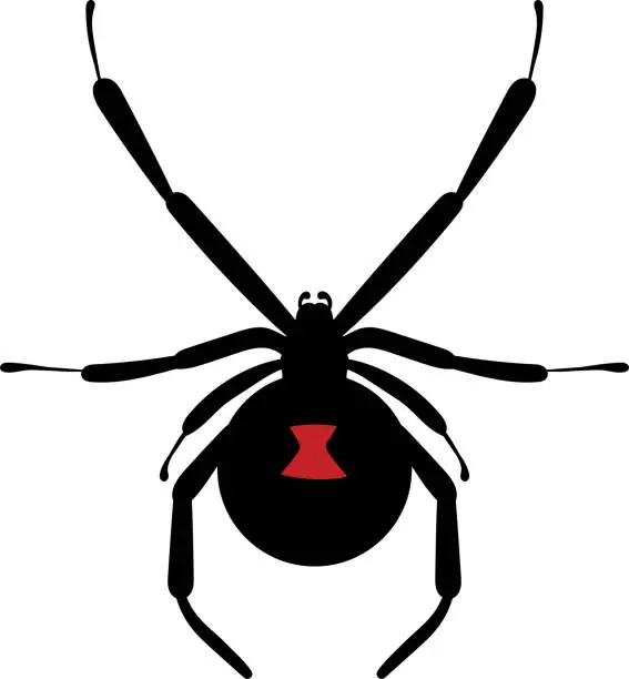 Vector illustration of Spider