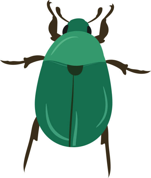 bildbanksillustrationer, clip art samt tecknat material och ikoner med beetle - melolontha melolontha