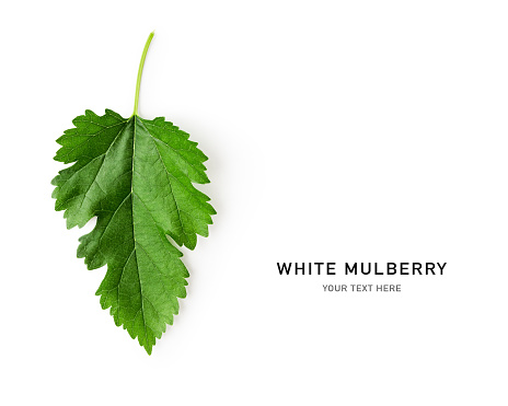 White mulberry tree fresh green leaf creative layout. Young leaf of mulberry isolated on white background. Top view, flat lay. Design element