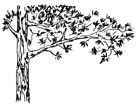 Simple hand drawn black outline vector illustration. Coniferous pine tree, long branch. Trunk and bark, needles. Sketch in ink.