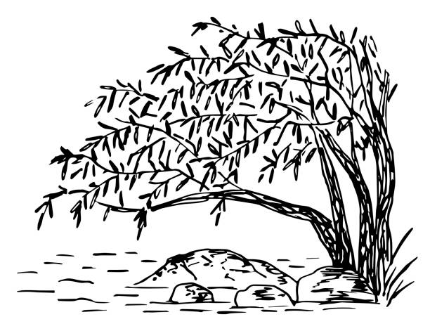 Simple hand drawn black outline vector drawing. Weeping willow bent over the water, river bank, stones. Wild lake. Landscape and nature. Sketch in ink. Simple hand drawn black outline vector drawing. Weeping willow bent over the water, river bank, stones. Wild lake. Landscape and nature. Sketch in ink. weeping willow stock illustrations