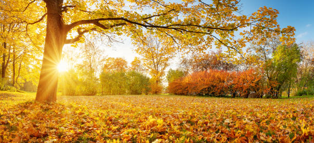 Beautiful view of the meadow with trees on it in autumnal park in the morning. stock photo