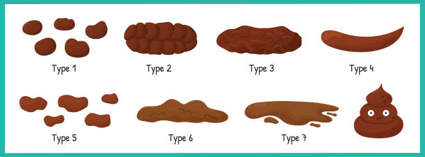 Bristol stool set with different types of poo. Human feces collection Bristol stool set with different types of poo. Human feces collection from constipation to diarrhea. Vector illustration stool stock illustrations