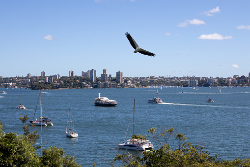 Eagle flying over Sydney Harbour Sydney NSW Australia.