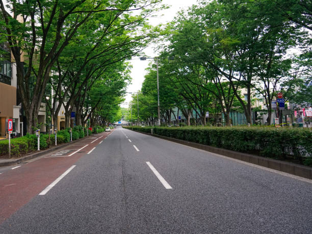 harajuku omotesando, árboles zelkova verdes frescos - omotesando hills fotografías e imágenes de stock