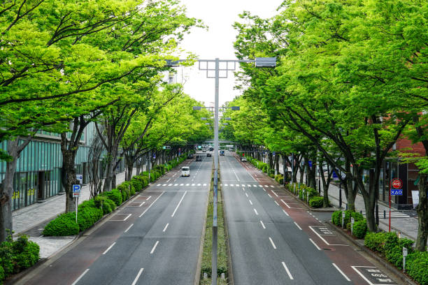 istock Harajuku Omotesando, fresh green zelkova trees 1421849925