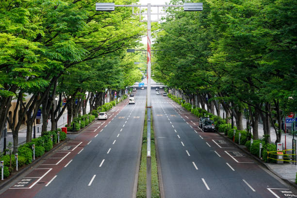 harajuku omotesando, frische grüne zelkova-bäume - omotesando hills stock-fotos und bilder