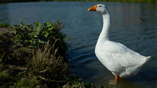 A white duck paddling in a pond with clear water