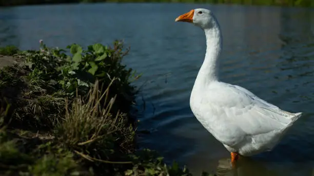 Goose on water. White goose close-up. Waterbird in summer. Farm details. Long-necked bird.