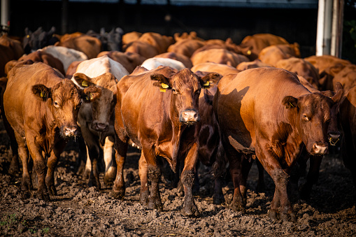 Herd of cows walking out the cowshed and going on pasture to graze.