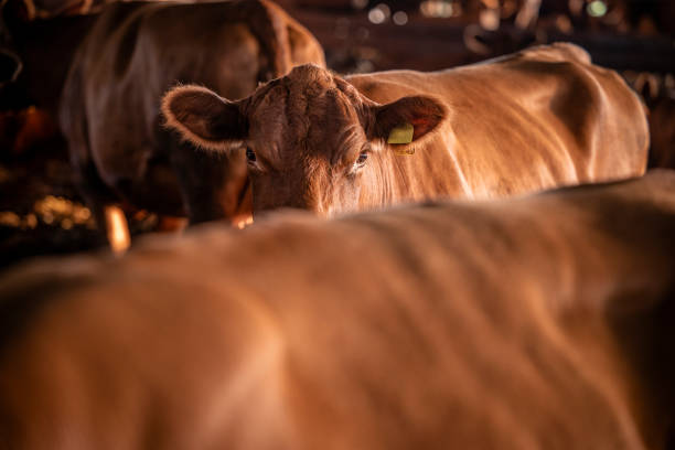 istock Brown Angus cow standing at cattle farm in cowshed. 1421852115