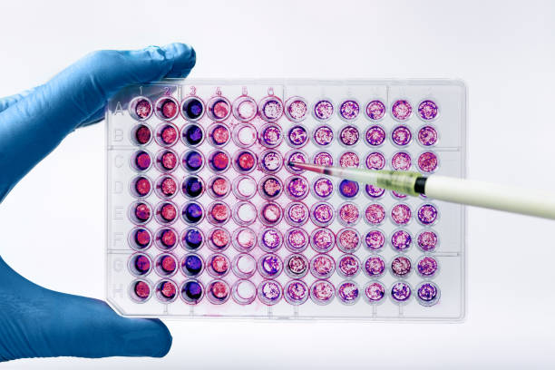 científico pipeteando muestras biológicas de células en una microplaca de 96 pocillos - microplate fotografías e imágenes de stock