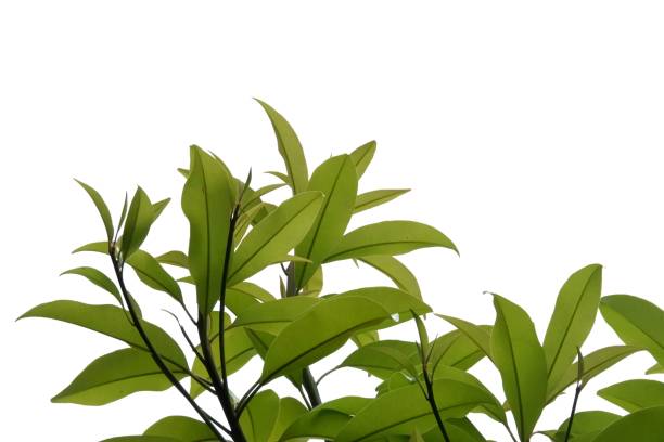 istock A tropical plant with leaves branches on white isolated background 1421853074
