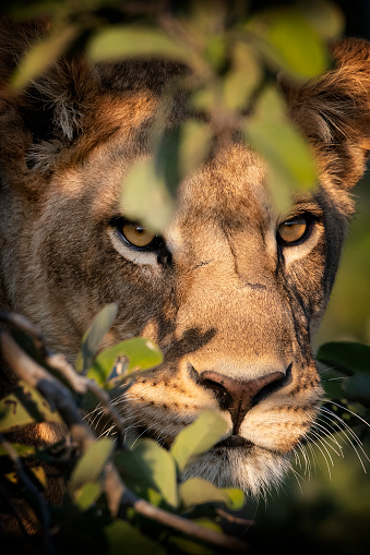 A female lion (Panthera leo) high up in a tree. Moremi Game Reserve, Okavango Delta, Botswana. Wildlife Shot.