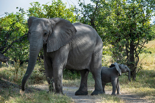 Fully body shot of a female African elephant (Loxodonta africana) with her baby in the grassland near to Khwai river, Moremi National Park in Okavango Delta, Botswana, Africa.