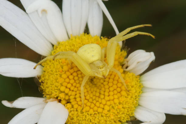 Araña cangrejo en flor