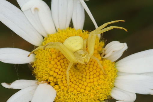 Misumene on unidentified plant