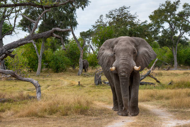männlicher afrikanischer elefant im okavango delta, botswana, afrika - afrikanischer elefant stock-fotos und bilder