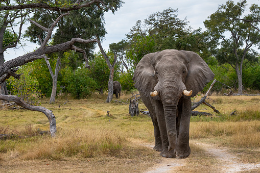 Fully body shot of a male African elephant (Loxodonta africana) in the grassland near to Khwai river, Moremi National Park in Okavango Delta, Botswana, Africa.