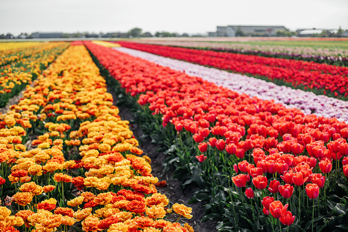 Amsterdam tulip fields in the Netherlands