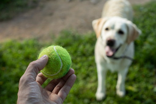 Tennis ball and dog. Ball to throw to dog. Green ball in his hand. Playing with pet.