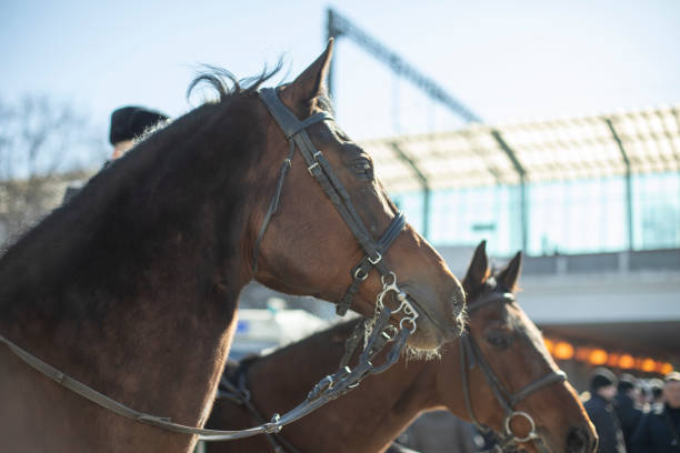istock Horses in city. Two animals. Parade security. 1421859222