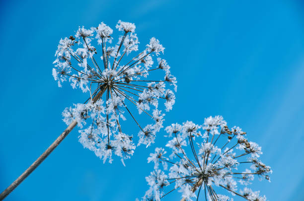 istock Crystal snow-flowers against the blue sky. 1421859317