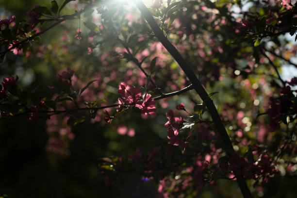 istock Flowers in garden. Cherry tree. Spring flowering. 1421859449